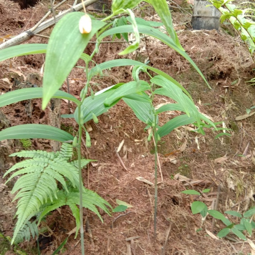 遂昌县多花黄精 块