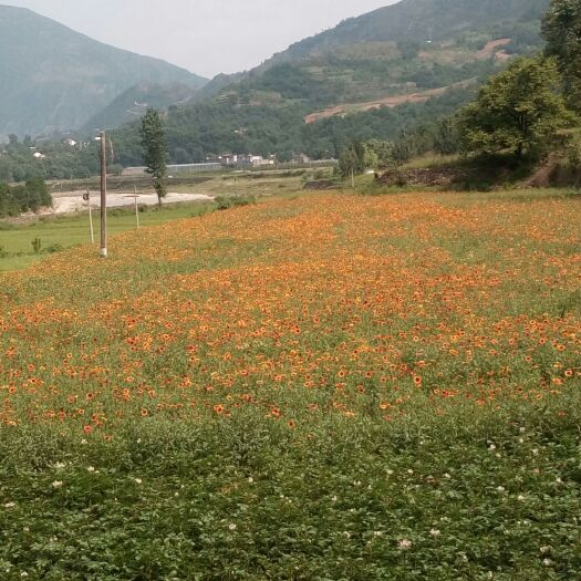 山阳县 大量供应猪苓