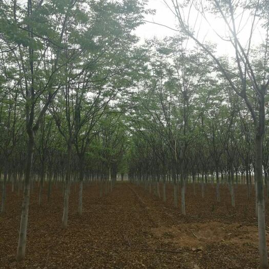 大荔县北栾树
