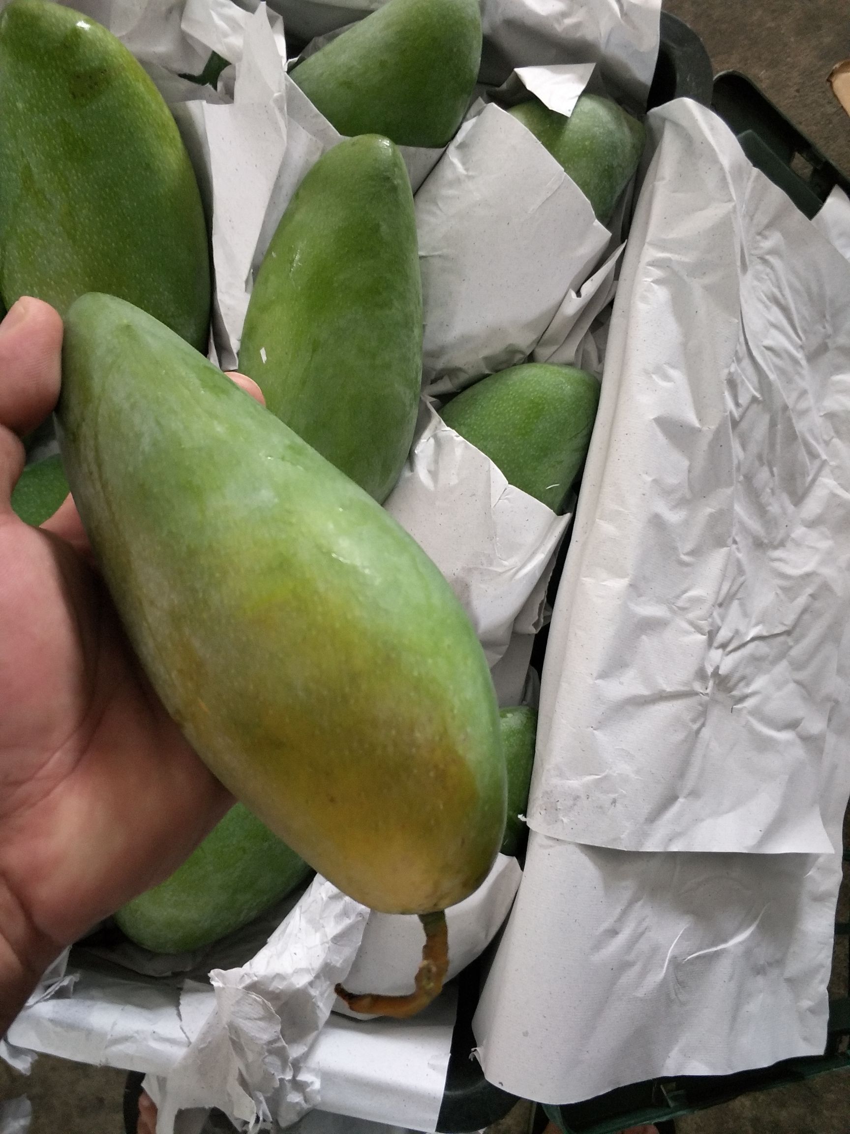  越南一级二级优质大青芒