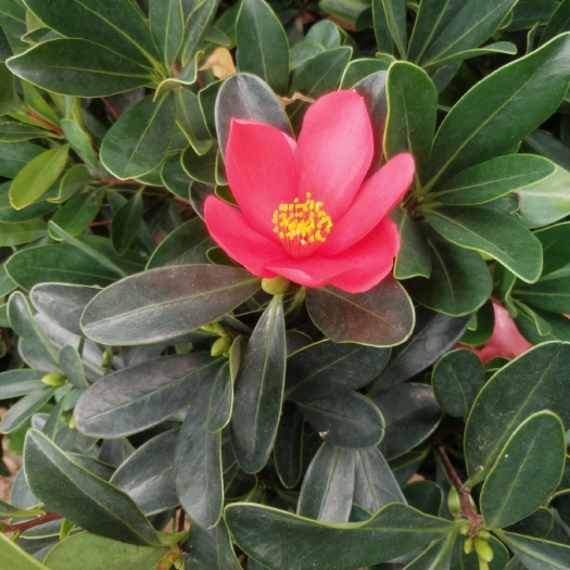灵山县 分分嫩嫩，四季茶花