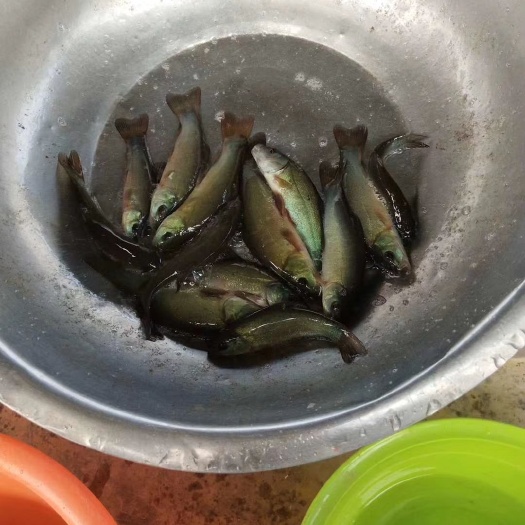 博罗县 丁桂鱼苗出售