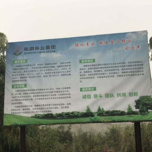 郑州 楸树苗