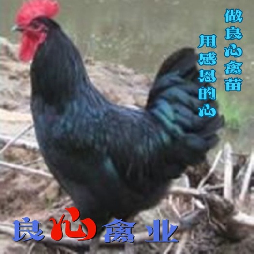 衡阳县黑土鸡苗孵化场直卖黑土鸡苗另有黄土鸡苗青脚土鸡苗蛋鸡苗乌骨鸡