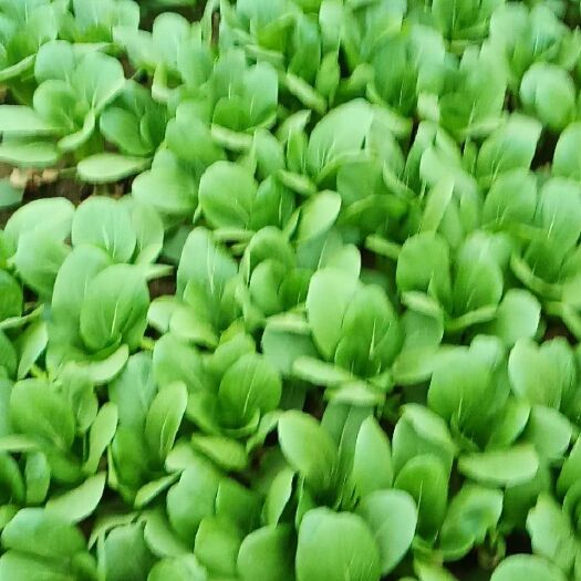 聊城麻叶菜 专业从事叶菜研究可免费领取试验
