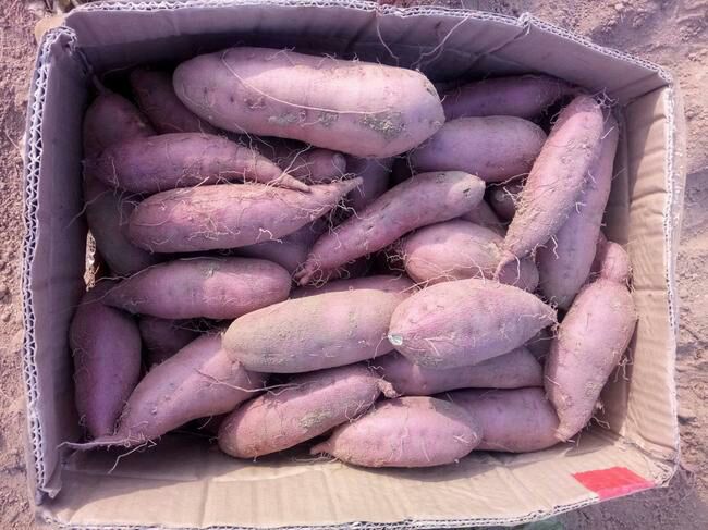  河北省石家庄市正定县苹果大量批发苹果