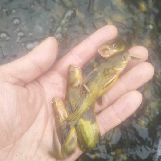 道真县 黄骨鱼黄辣丁黄颡鱼苗支持全国发货量大送货上门货到付款