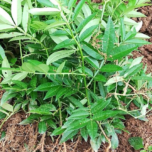 永善县青花椒苗 高产新品种