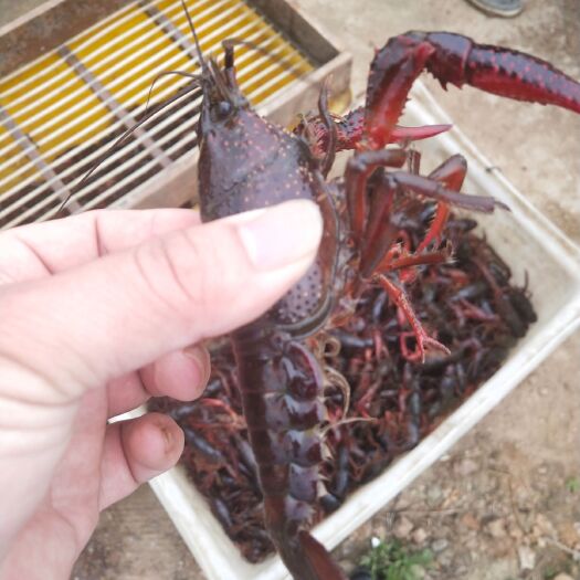 无为市 小龙虾