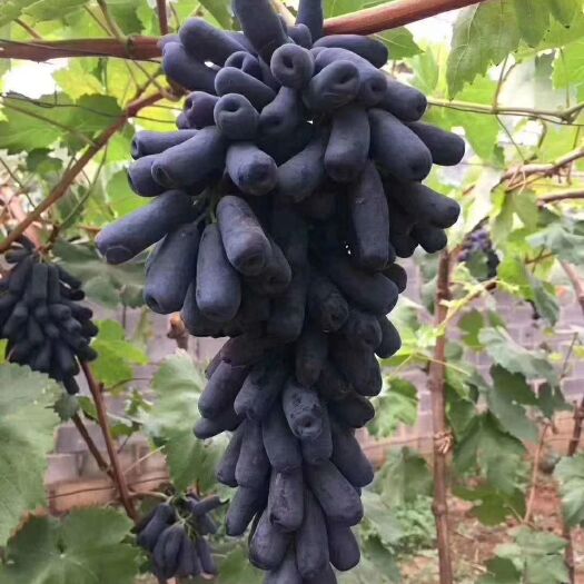 朝阳县蓝宝石葡萄苗
