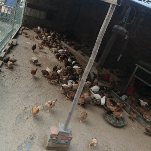 巩义市土杂鸡苗
