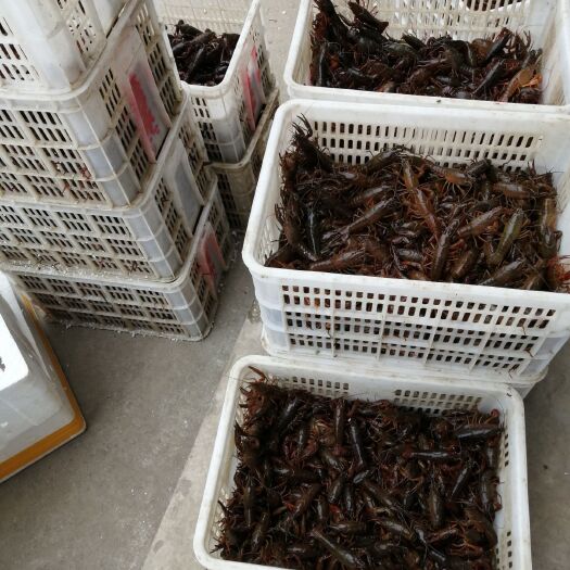 沙洋县青壳小龙虾 规格硬一手货源
