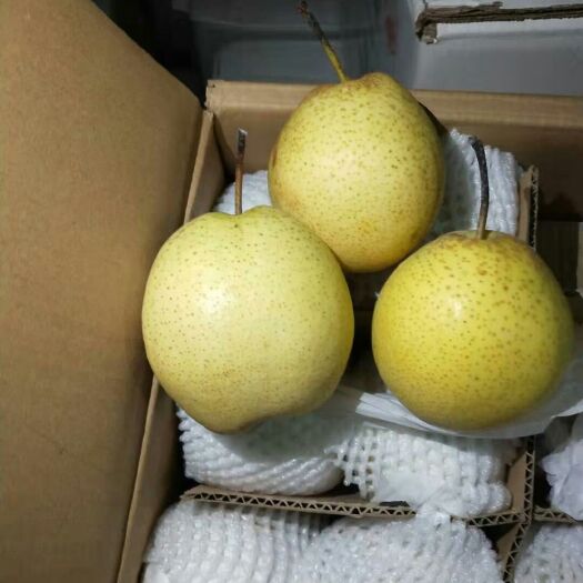 赵县雪花梨 75mm以上 300-350g