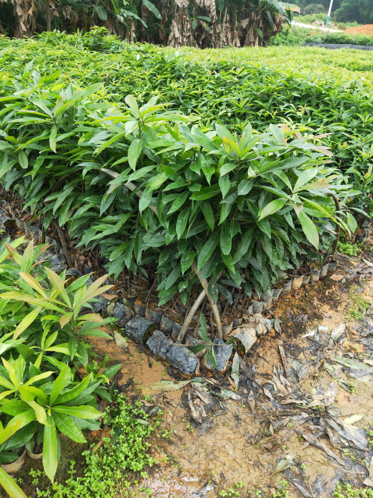 普通楠木 苗木批发零售