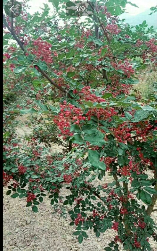  陇南花椒  特级  干花椒     甘肃武都