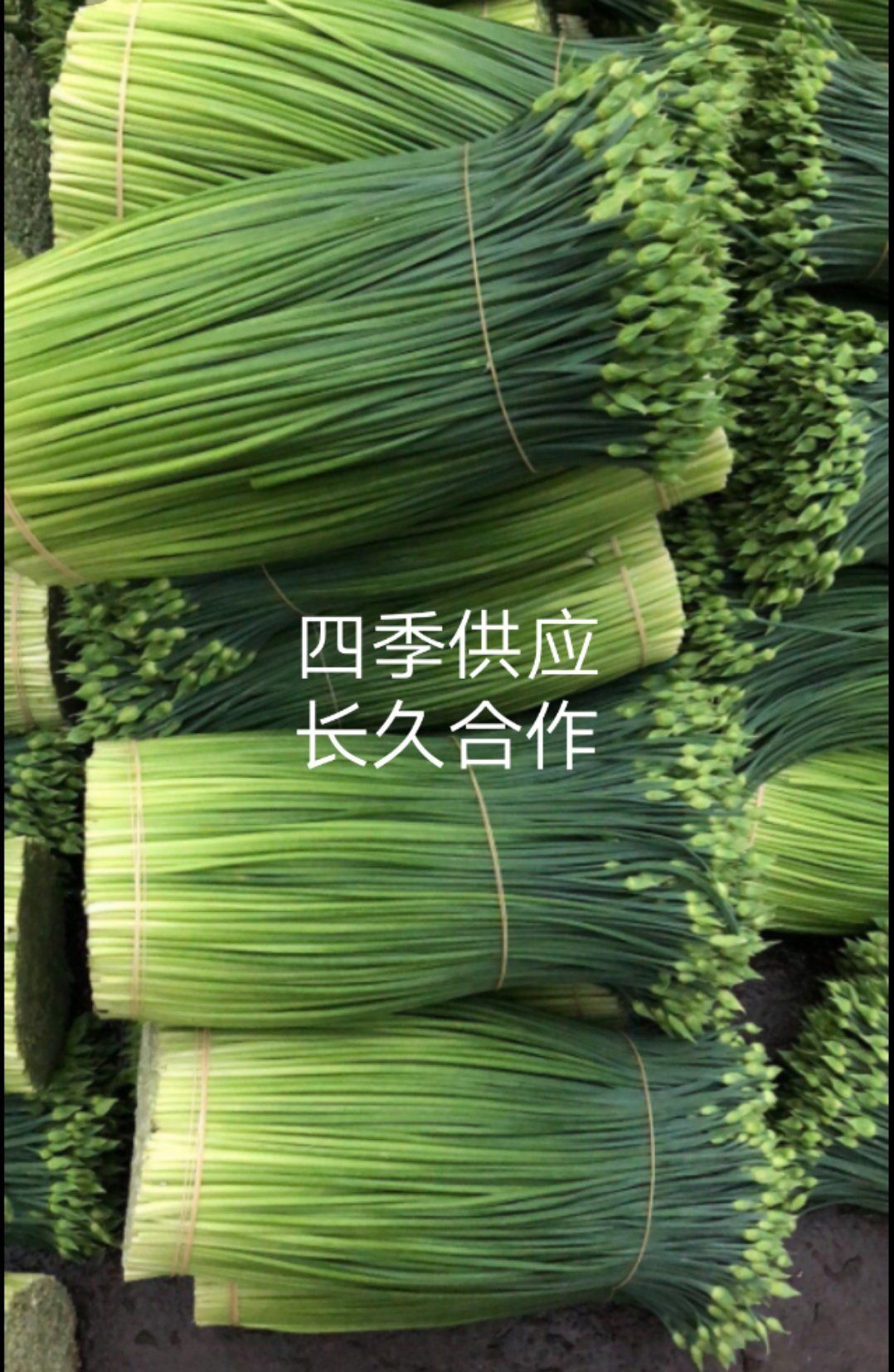  四季精品韭苔韭菜花