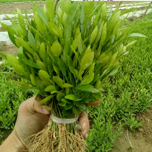 简阳市香橙苗 香橙幼苗