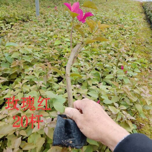 漳州红玫瑰 产区、种植基地介绍：
可从产区种植面积、花木种类、从业人数