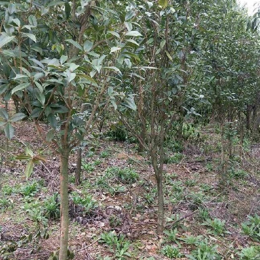  8公分桂花树