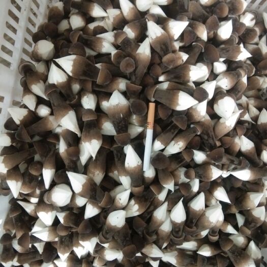 枣庄鸡枞菇 黑鸡枞的生产销售加工