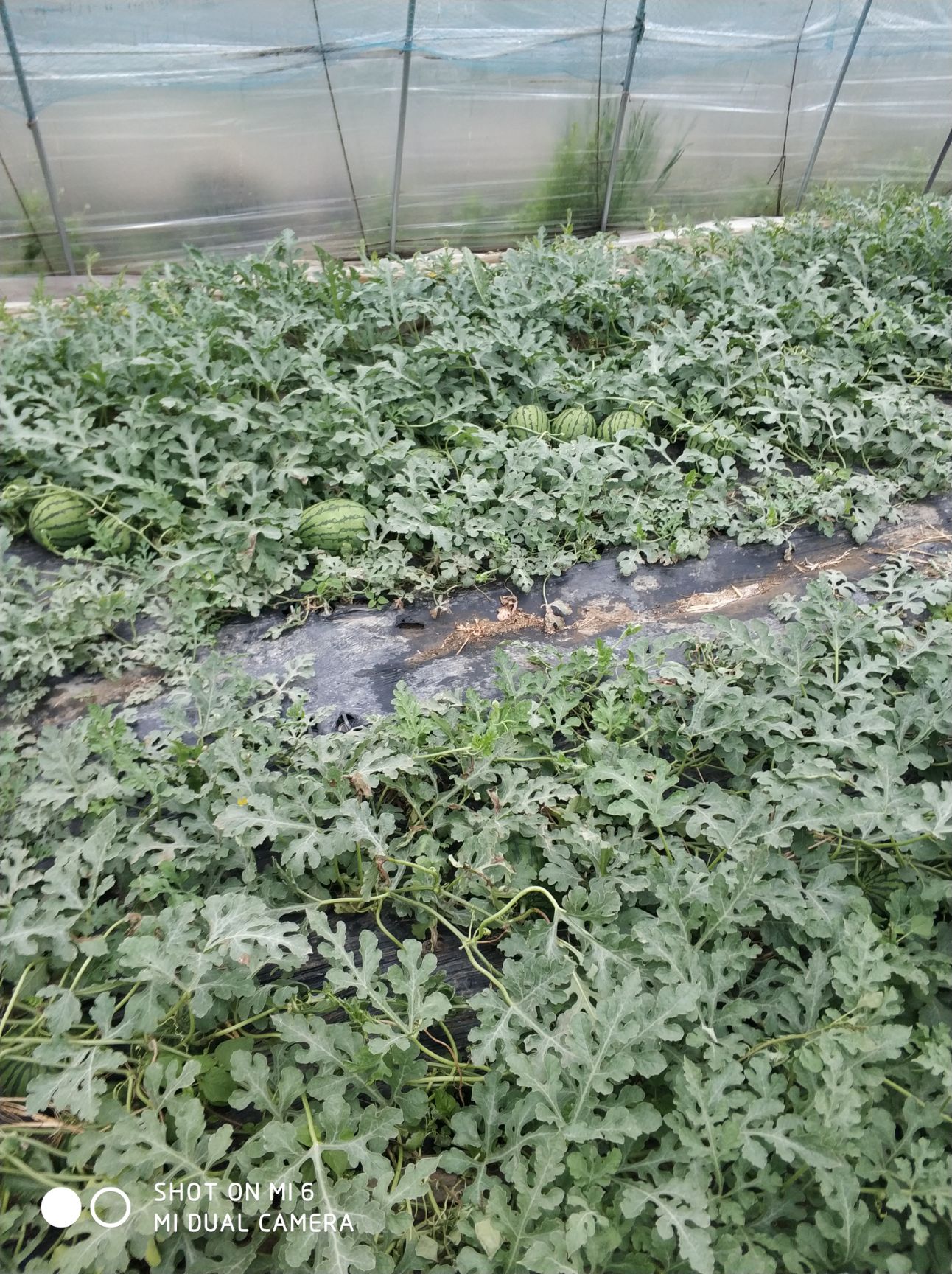  特小凤黄瓤西瓜大量上市中