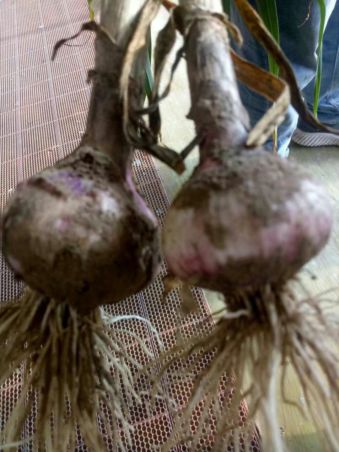 白皮大蒜 混级统货 四六瓣