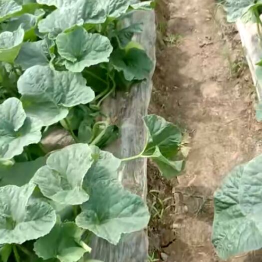上海香如蜜甜瓜 上海南汇香甜大个青皮玉菇
