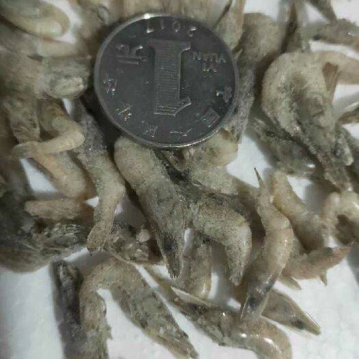 信阳干马口鱼 各种小鱼.虾