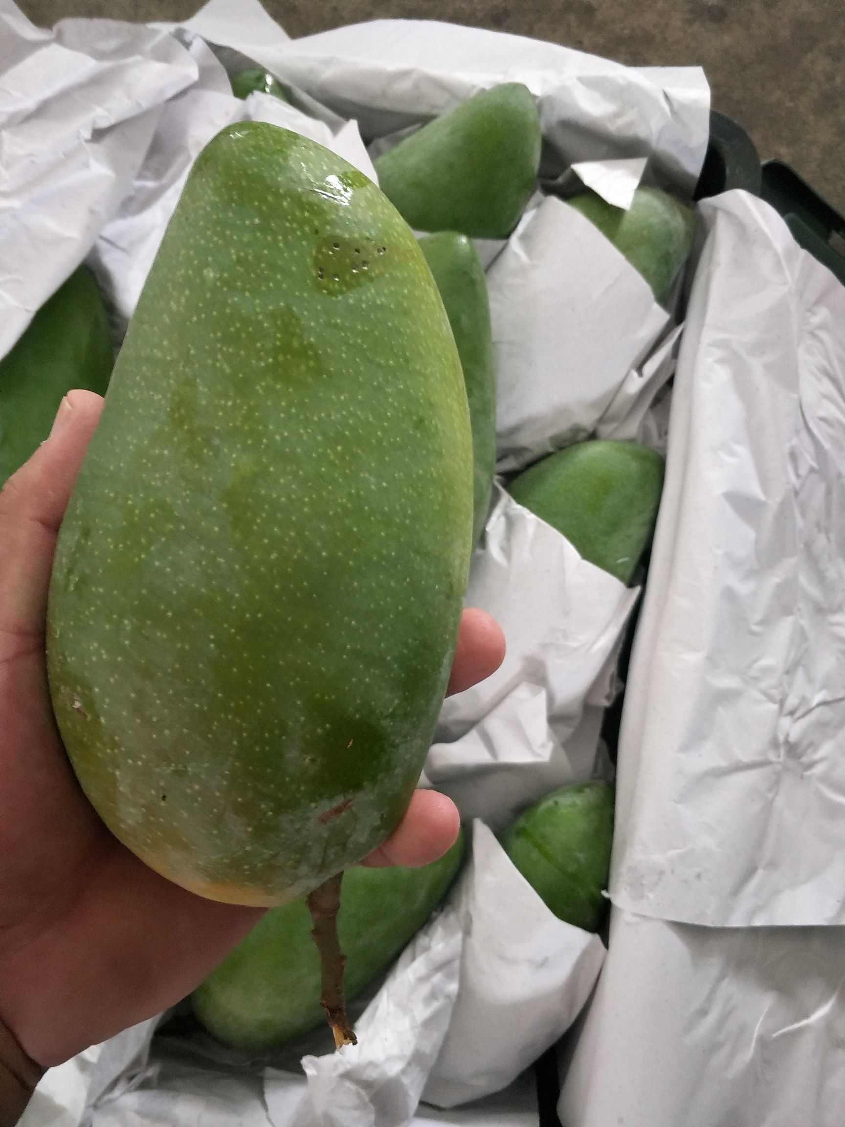  越南一级二级优质大青芒