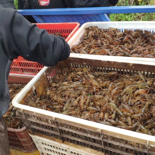 监利市青虾苗