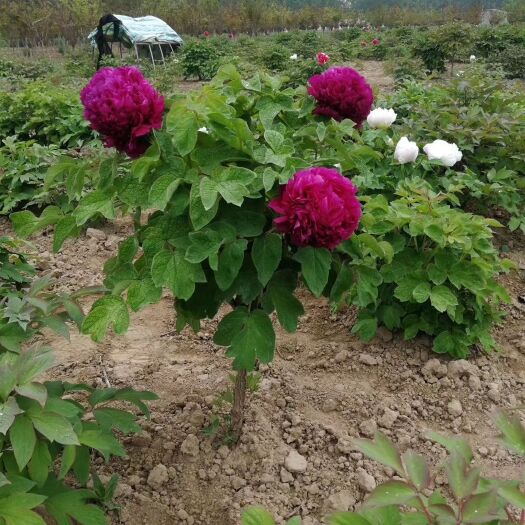 菏泽 我这里有观赏牡丹苗和观赏芍药苗