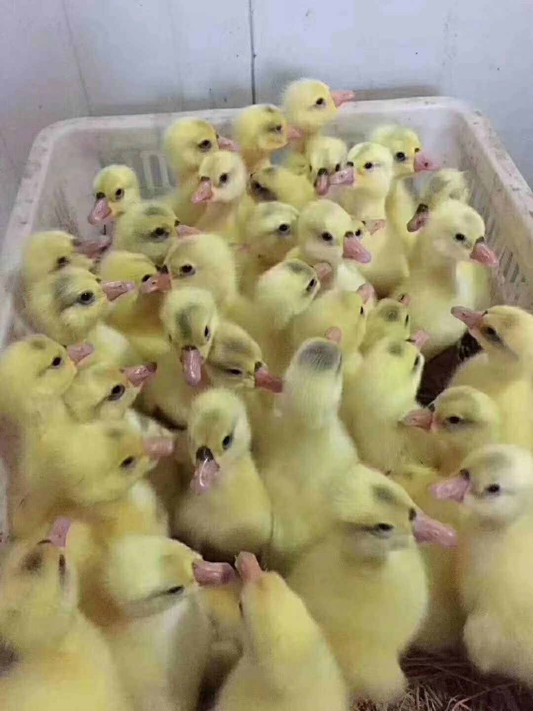 皖浦鹅苗