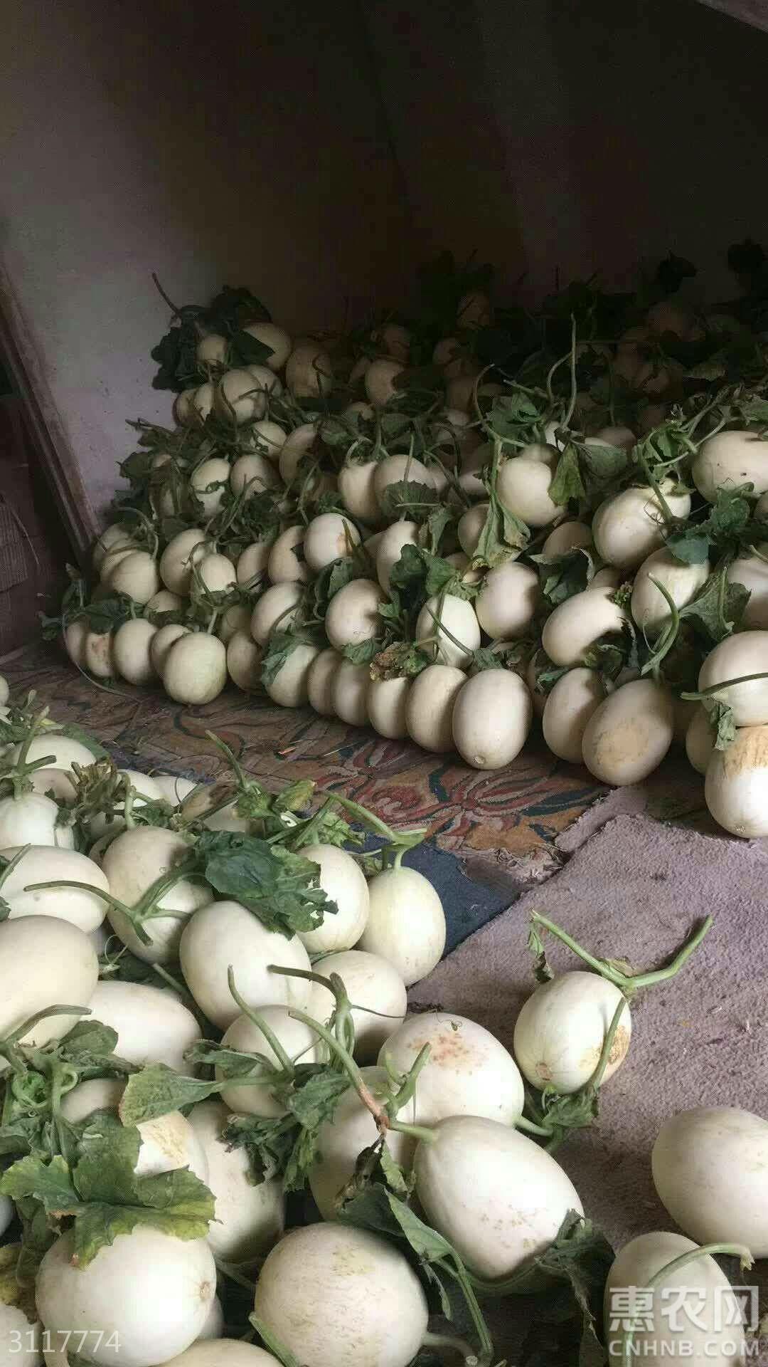  上海玉姑甜瓜瓜农直销