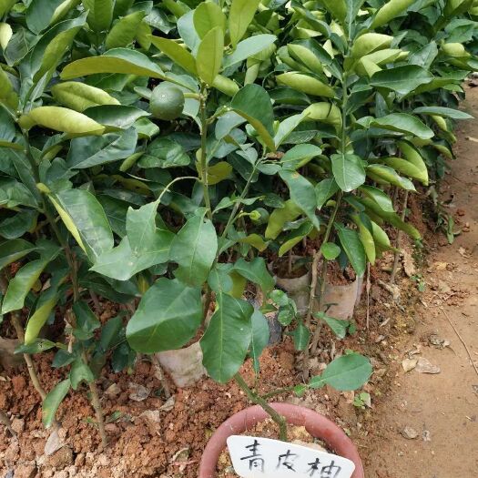 灵山县泰国青柚苗 泰国青皮柚，红心