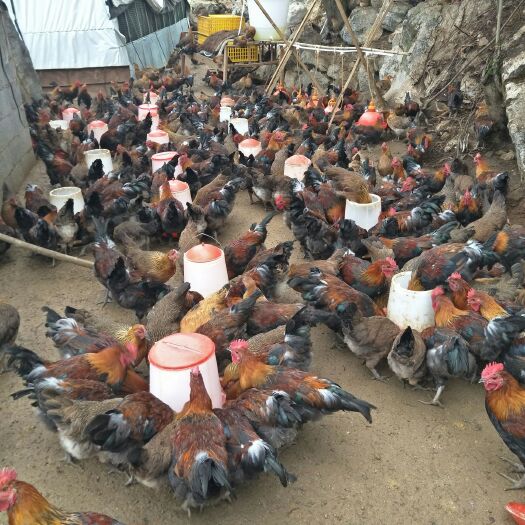 安龙县土鸡 天然山地散养，不添加饲料，玉米面，豆柏，米糠，老百姓不说谎
