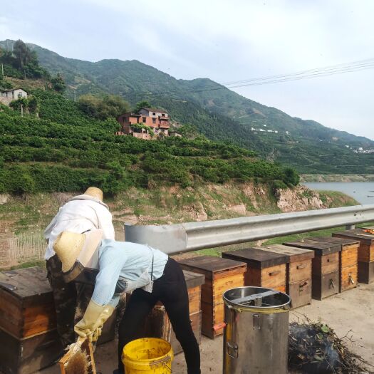 秭归县 蜂蜜