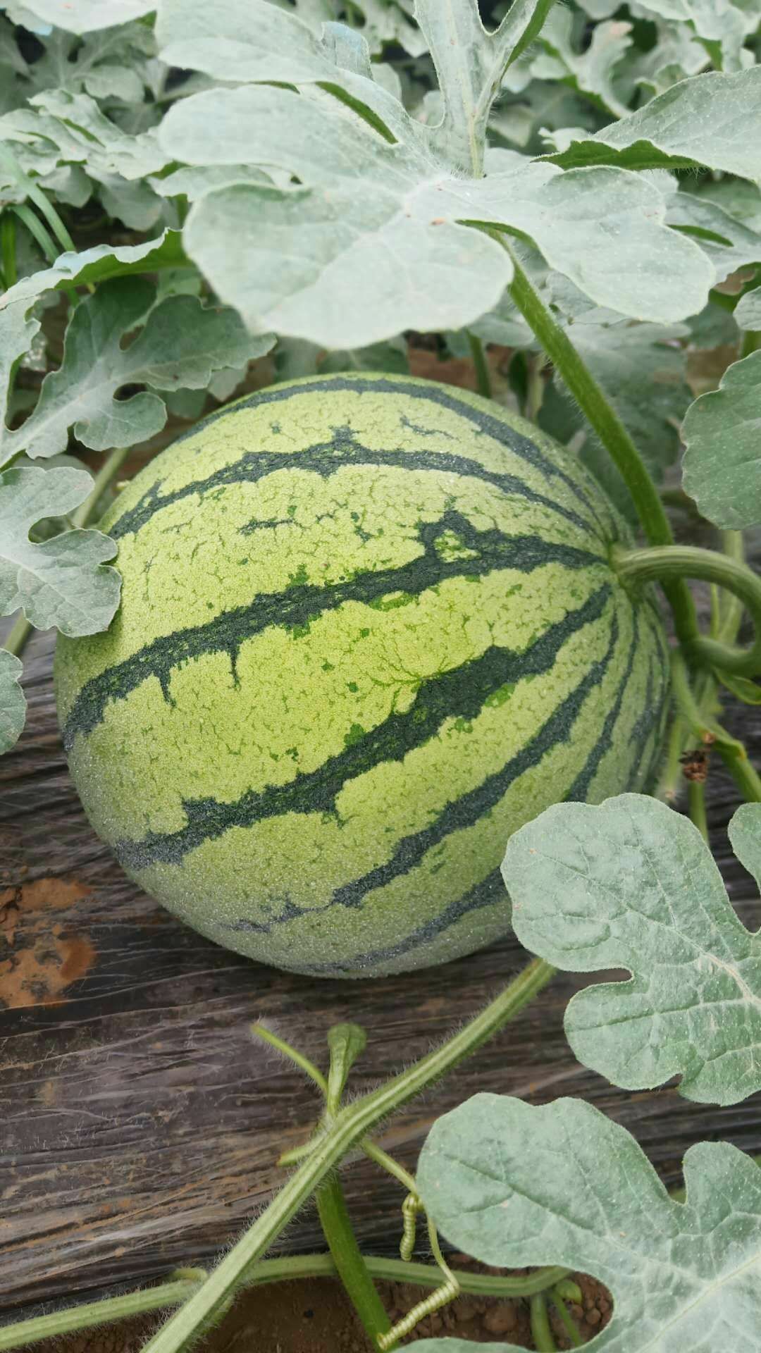 美都西瓜 3斤打底 8成熟 1茬 有籽