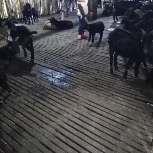 新丰县 放养的黑山羊
