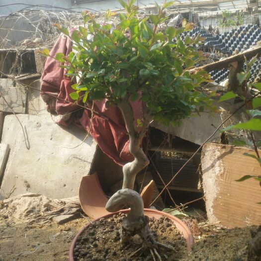 平邑县景观盆栽 黄杨