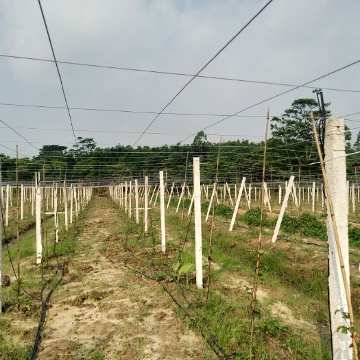兴安县立柱 包工包料搭建葡萄百香果水果大棚