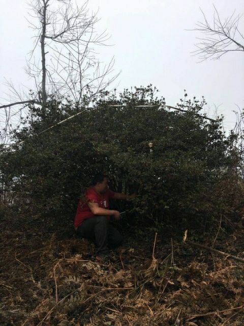  高山杜鹃球
