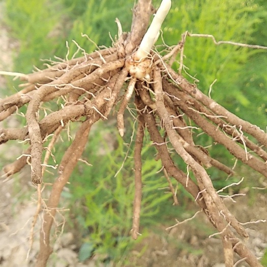 曹县芦笋根  芦笋苗