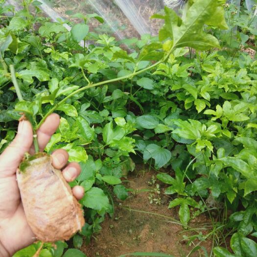 灵山县 台农百香果苗产量非常高，生产农业需要种植欢迎联系订购…