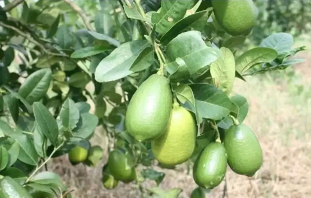 无籽柠檬苗 香水柠檬靓苗