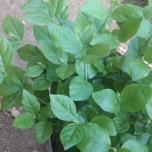 青州市双瓣茉莉  自家养的，带盆茉莉花。