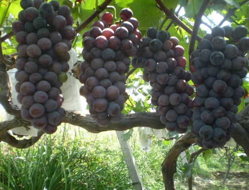 莱西市辽峰葡萄苗 中熟品种 品种纯正品质优从萌芽至果实充分成熟132天左右