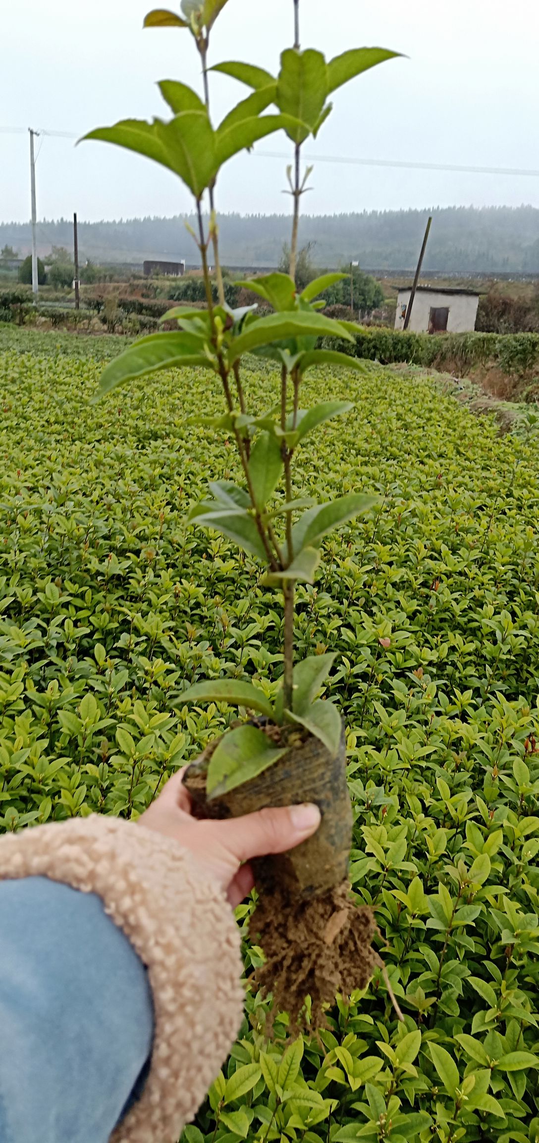 四季桂16号杯苗
