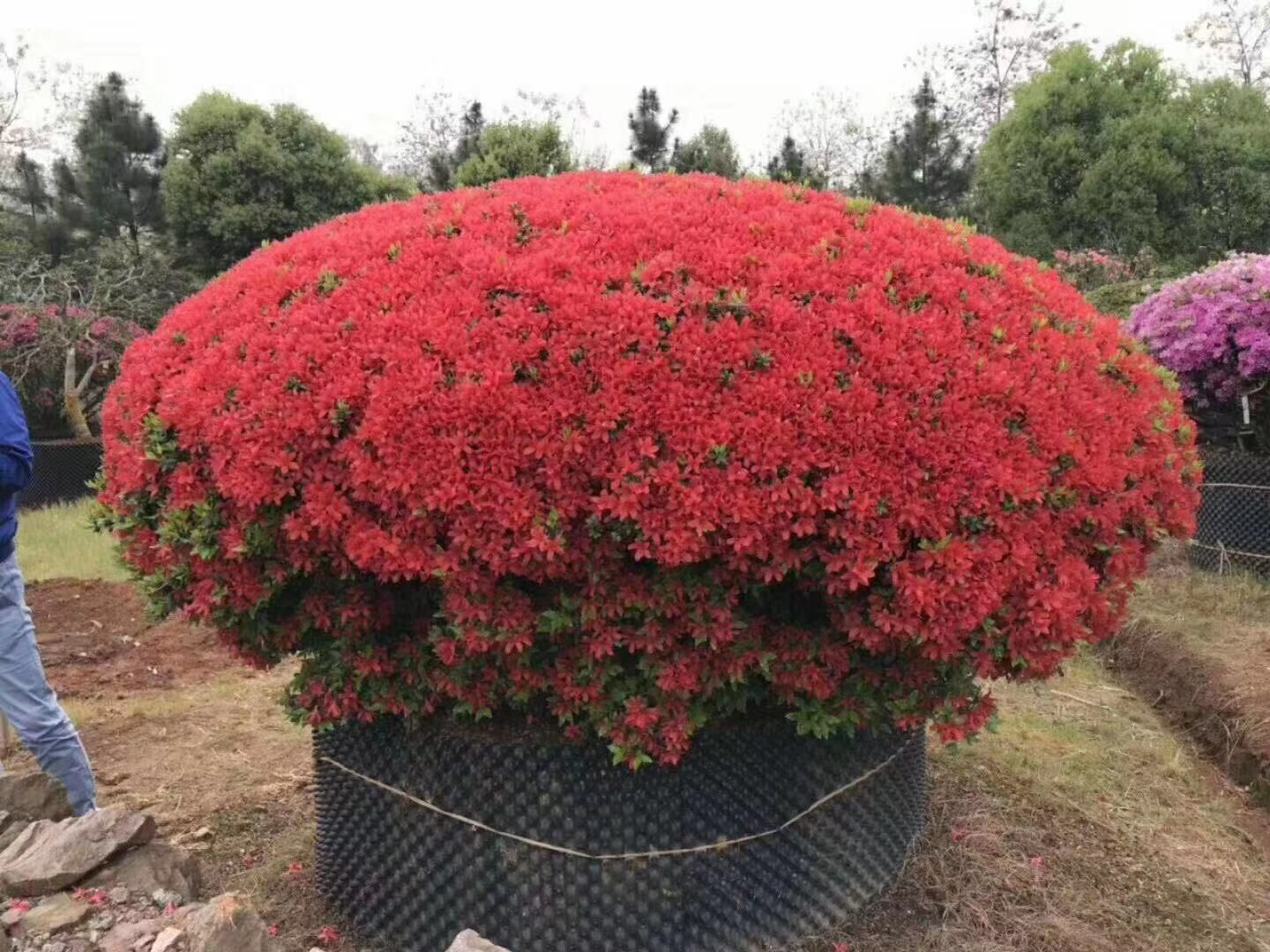 高山杜鹃球
