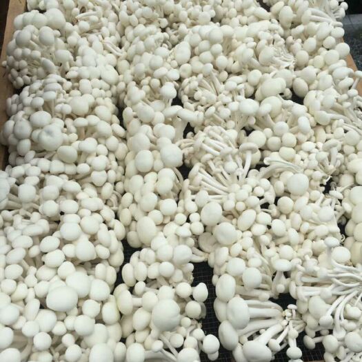 广昌县广昌5号茶树菇 12~14cm 未开伞 干茶树菇