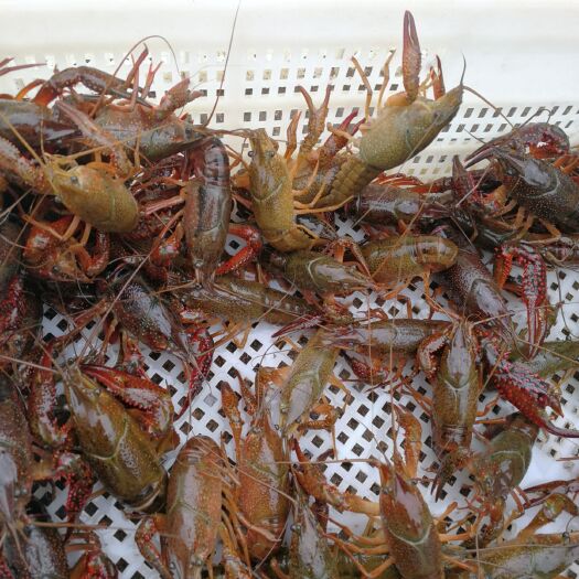 沭阳县青壳小龙虾 龙虾